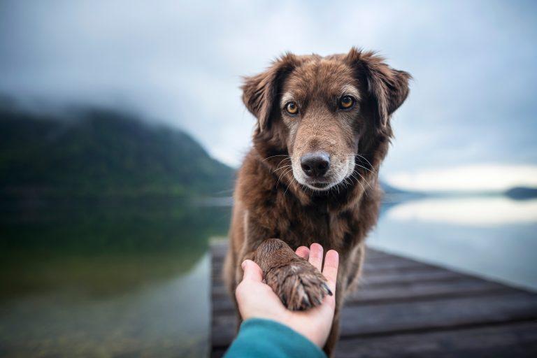 esperanza de vida perro leishmaniosis