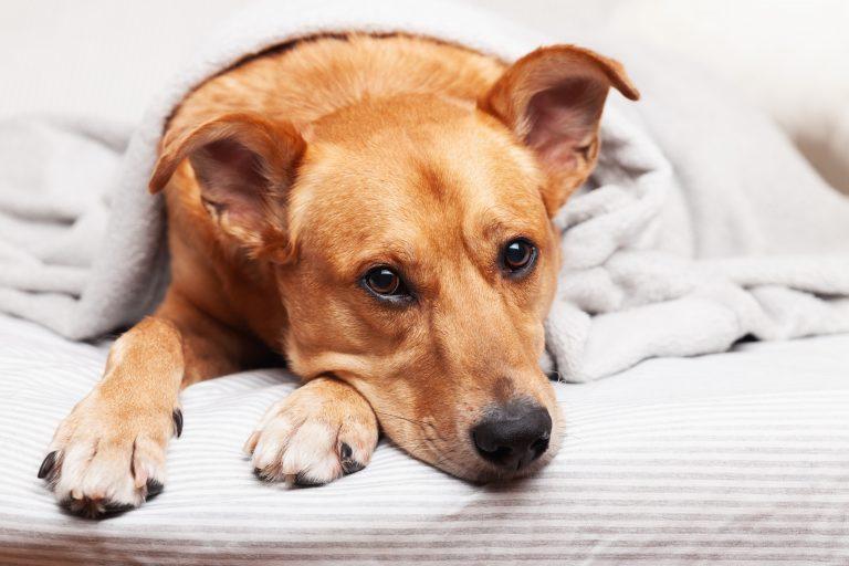 Leishmaniosis en perros: consejos para cuidar a un perro enfermo