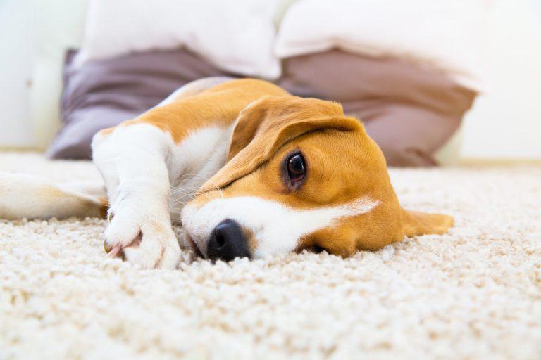 Efectos secundarios de los tratamientos para la leishmaniasis canina